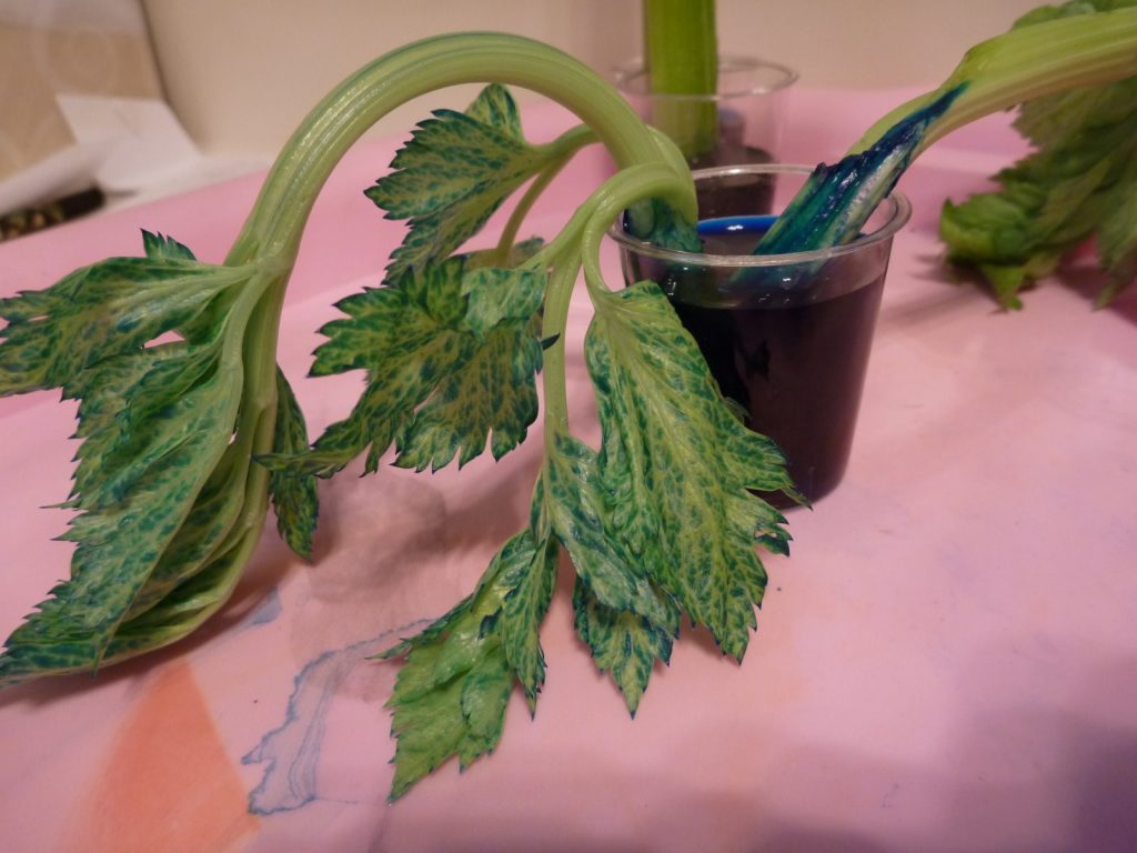 Plant Experiments Colored Carnations And Slurping Celery Homeschool Den