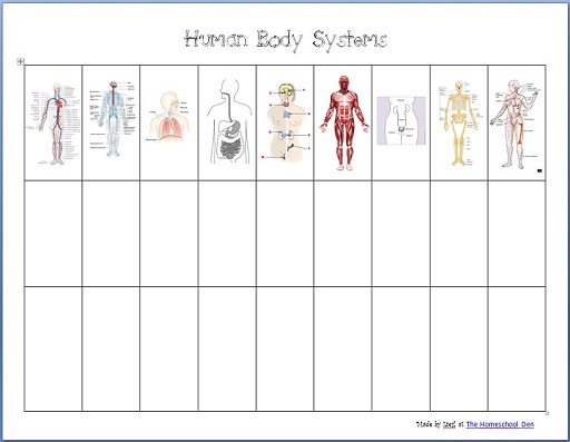 Human Body Systems - Worksheets - Homeschool Den