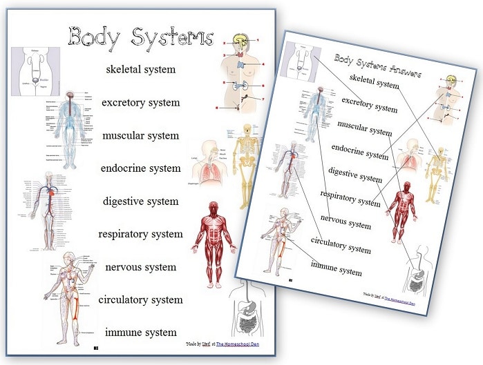 Human body system worksheets free