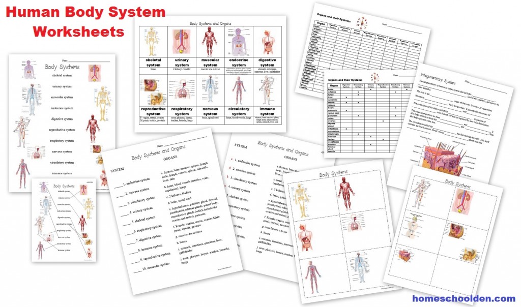 Human body system worksheets free