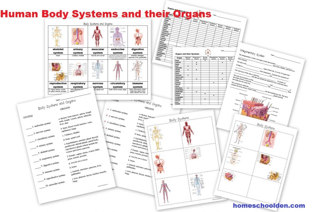 body systems worksheet 5th grade