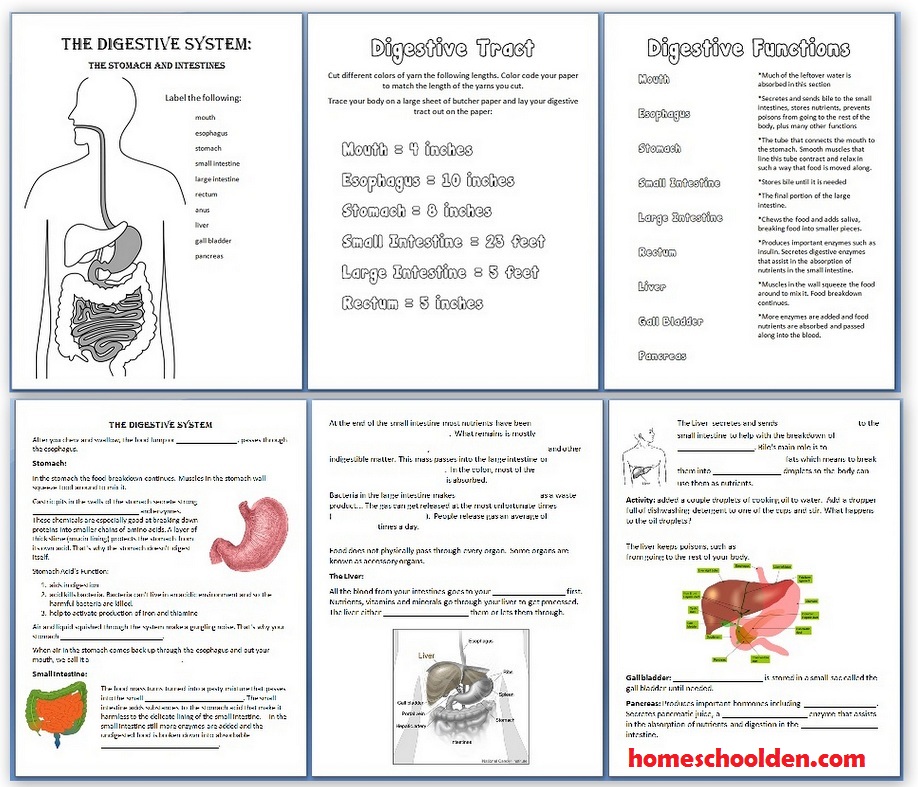Digestive System Worksheets 100 page Packet Homeschool Den