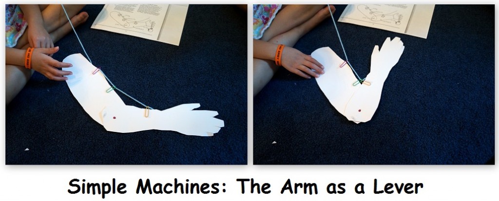 Simple Machines Unit: Hands-On Activities on Levers - Homeschool Den