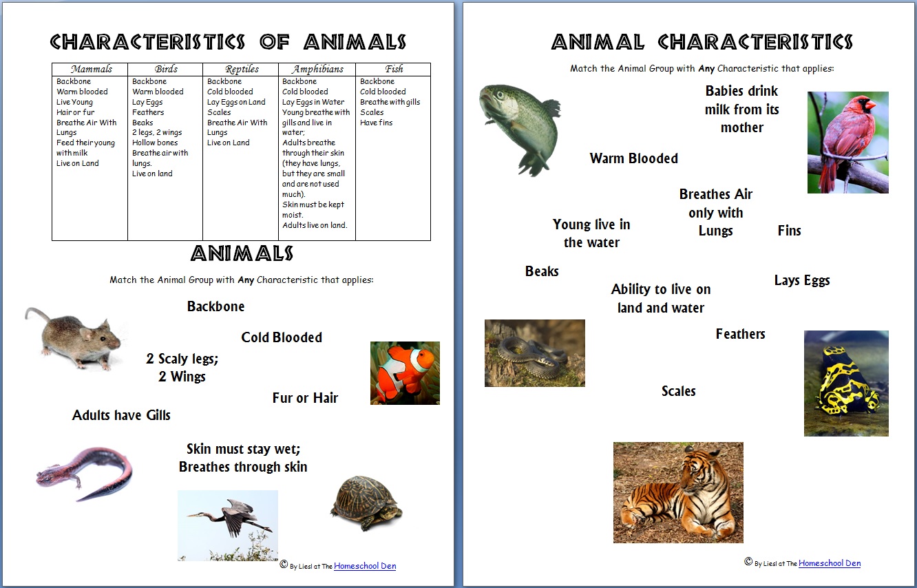 Animals And Their Characteristics Free Worksheet Homeschool Den