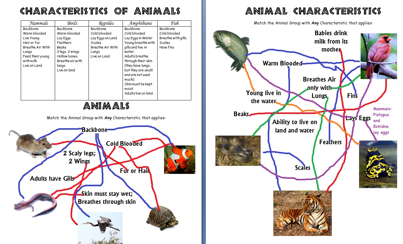 Animals and Their Characteristics (Free Worksheet) - Homeschool Den free worksheets, worksheets for teachers, worksheets, math worksheets, and printable worksheets Classifying Invertebrates Worksheet 2 790 x 1302