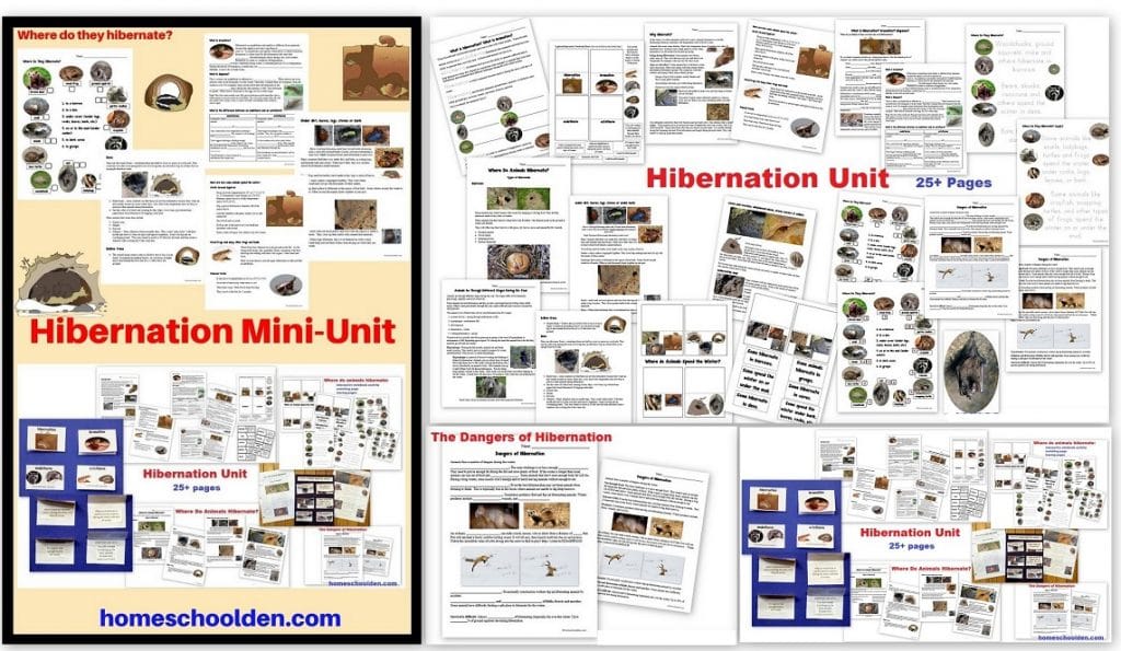 Hibernation Worksheets - Winter Unit