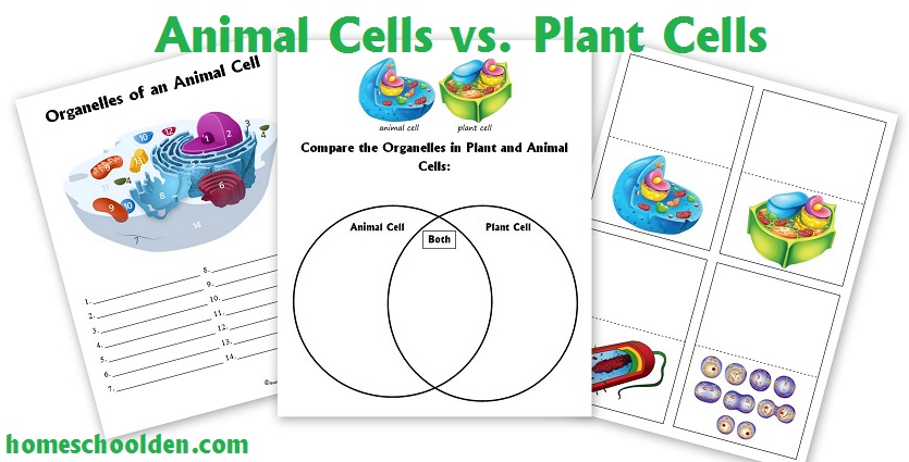 plant animal cell worksheet