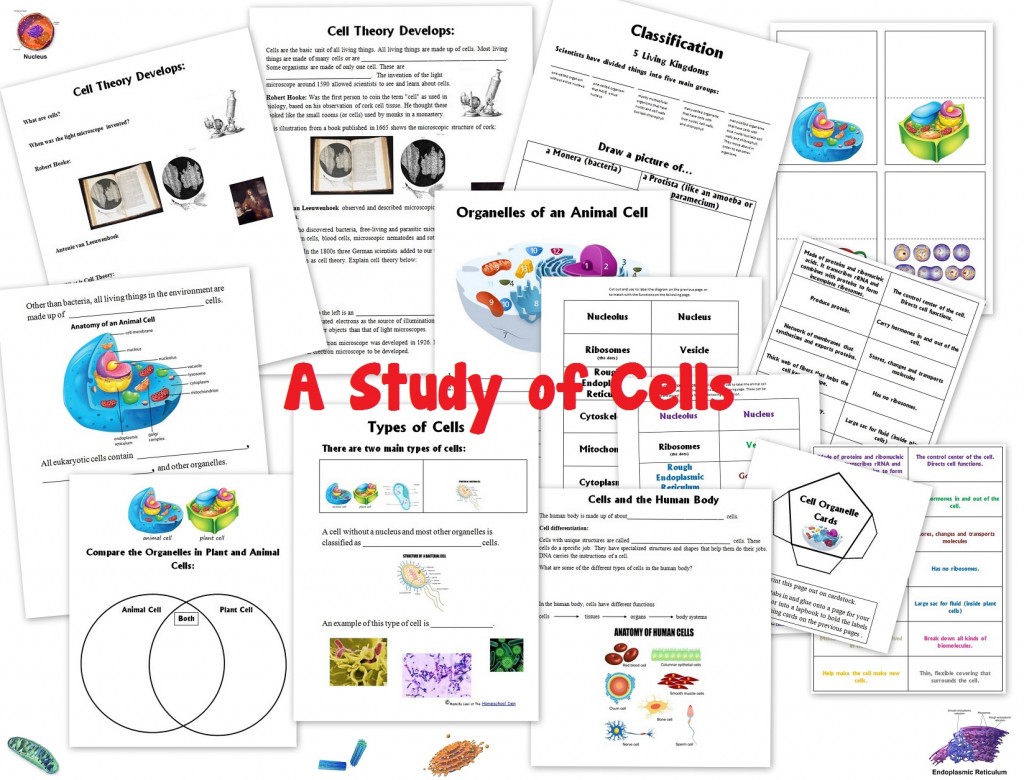 Cell Packet Update Cell Biology Unit Organelles Eukaryotic Vs Prokaryotic Cells Plant Vs Animal Cells And More Homeschool Den
