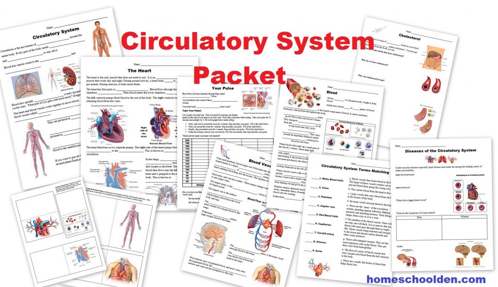 circulatory system function worksheet