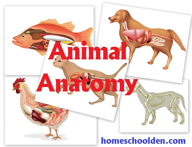 Homeschool Science Unit Checklist for Elementary and Middle School