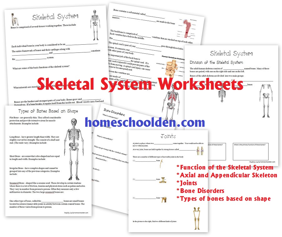 types of bones worksheet pdf