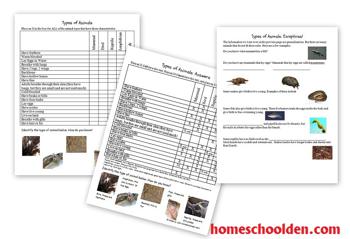 Types-of-Animals-Worksheets-Animal-Characteristics-Worksheets