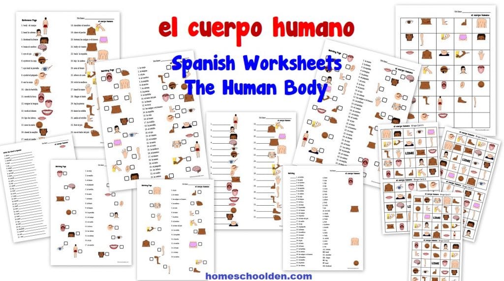  Feuilles de travail espagnoles - el cuerpo humano Le corps humain 