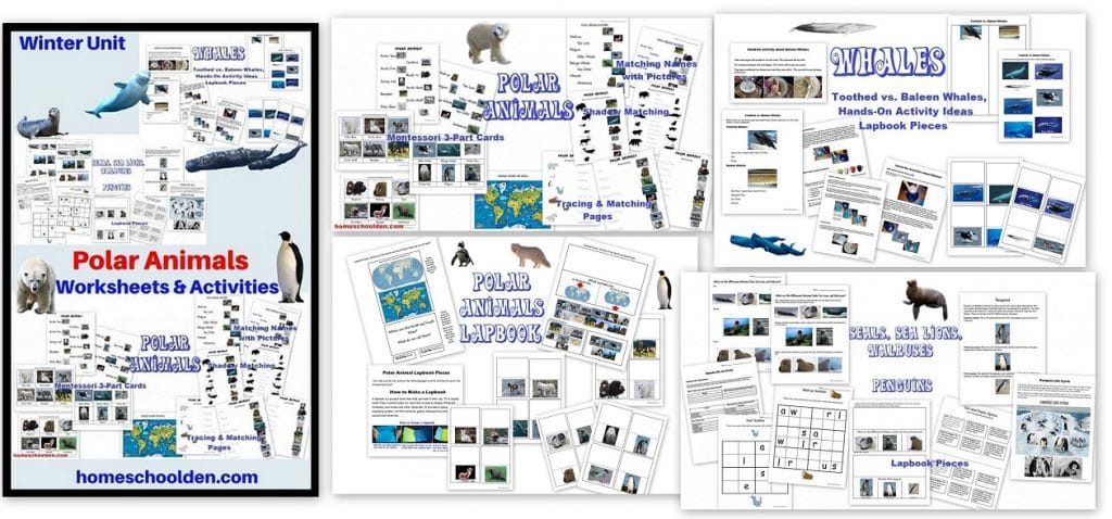 Polar Animals - Winter Unit Worksheets and Activities