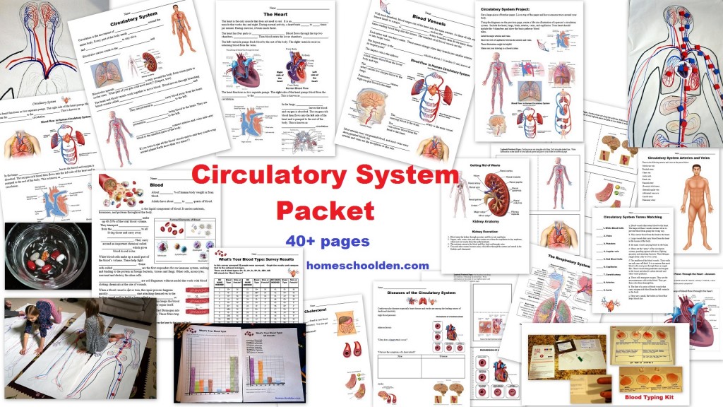 circulatory system function worksheet