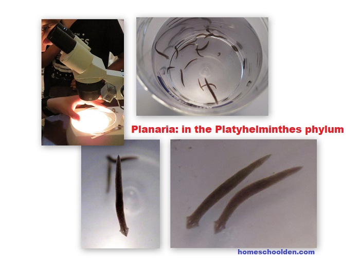 Planaria-Playhelminthes phylum