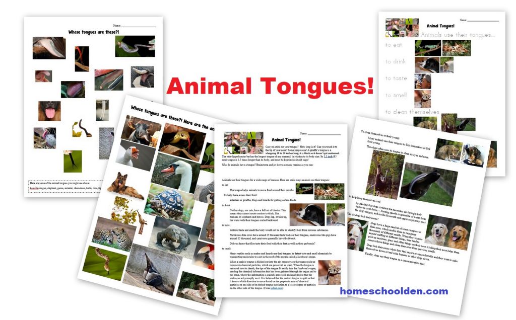 Animal -Tongues