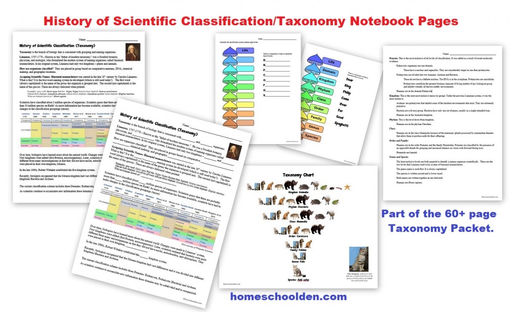 biological classification worksheet key