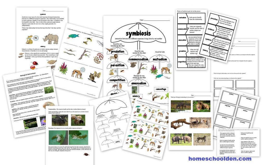 symbiotic relationship worksheet answer