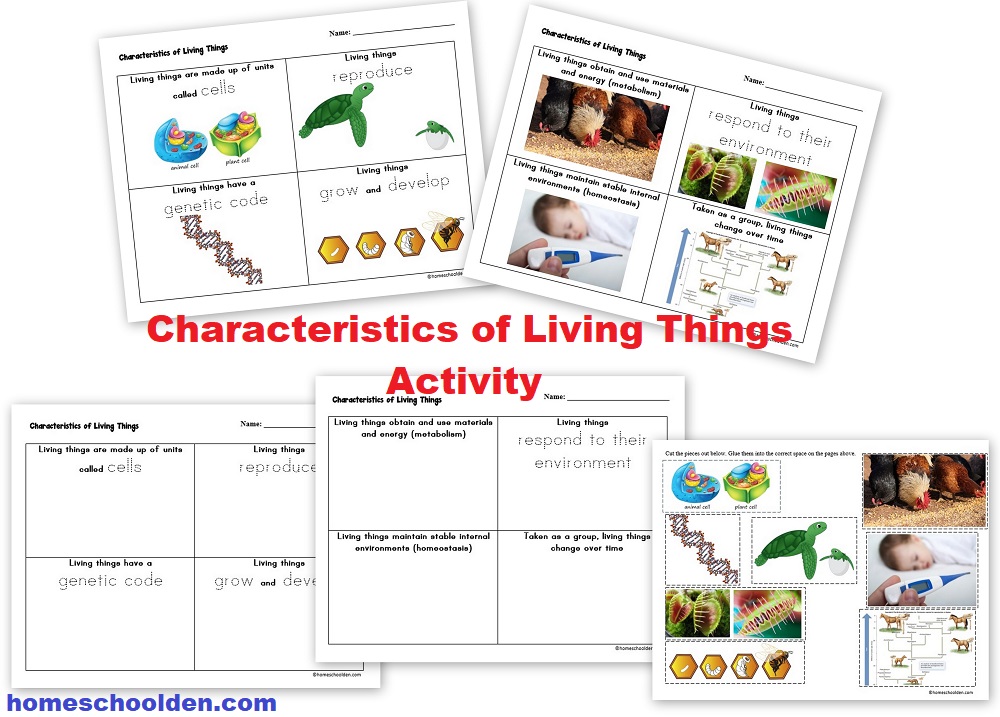 Characteristics Of Living Things Worksheet