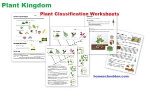 Botany Unit - Plant Kingdom Worksheets and more! - Homeschool Den