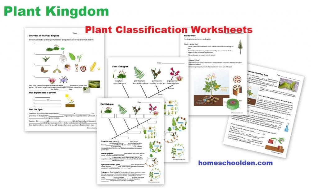 botany-unit-plant-kingdom-worksheets-and-more-homeschool-den