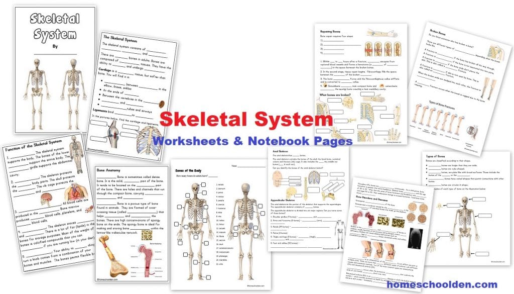 http://homeschoolden.com/wp-content/uploads/2019/10/Skeletal-System-Worksheets-and-Notebook-Pages.jpg