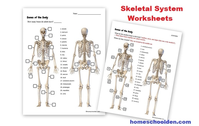 types of bones worksheet pdf