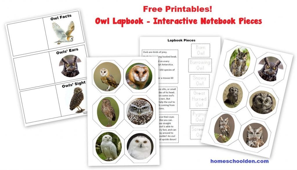 Free Owl Lapbook