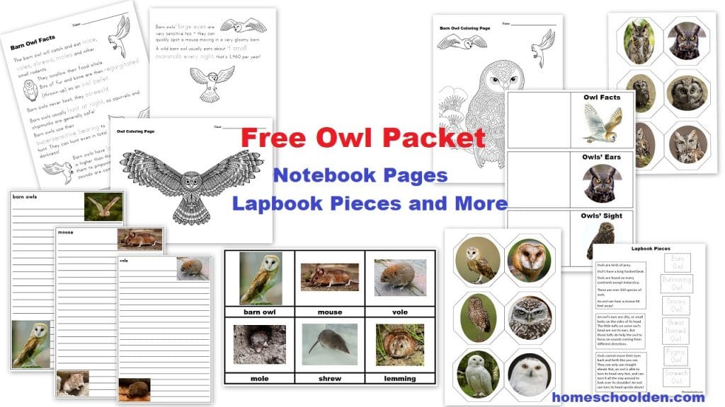 Free Owl Printables Homeschool Den