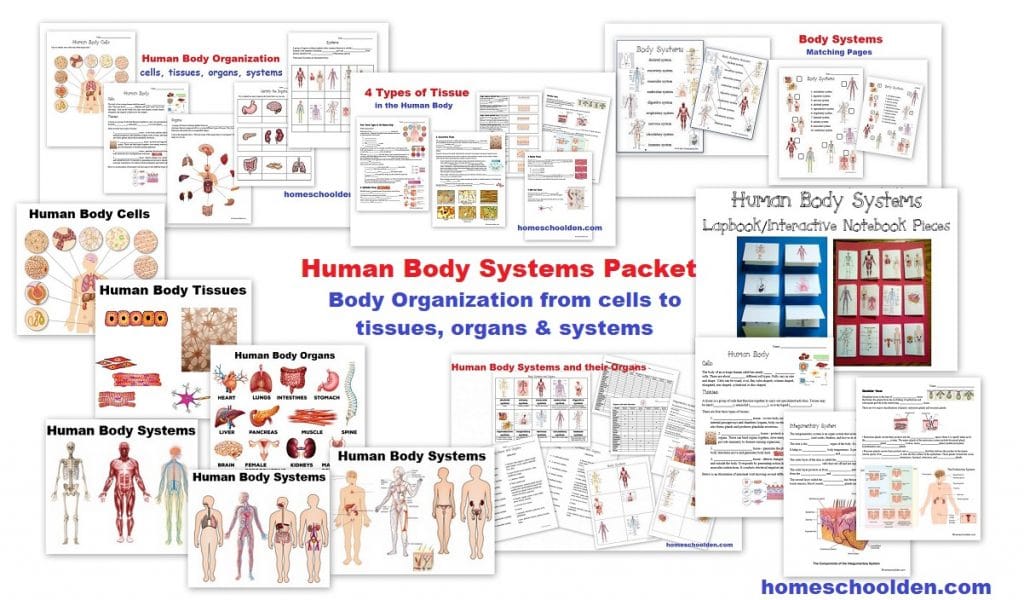 http://homeschoolden.com/wp-content/uploads/2020/01/Human-Body-Systems-Worksheets-and-Activities.jpg