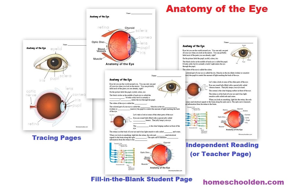 Anatomy of the Eye Worksheet for Kids
