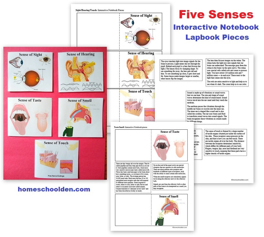 Five Senses - Interactive Notebook - Lapbook