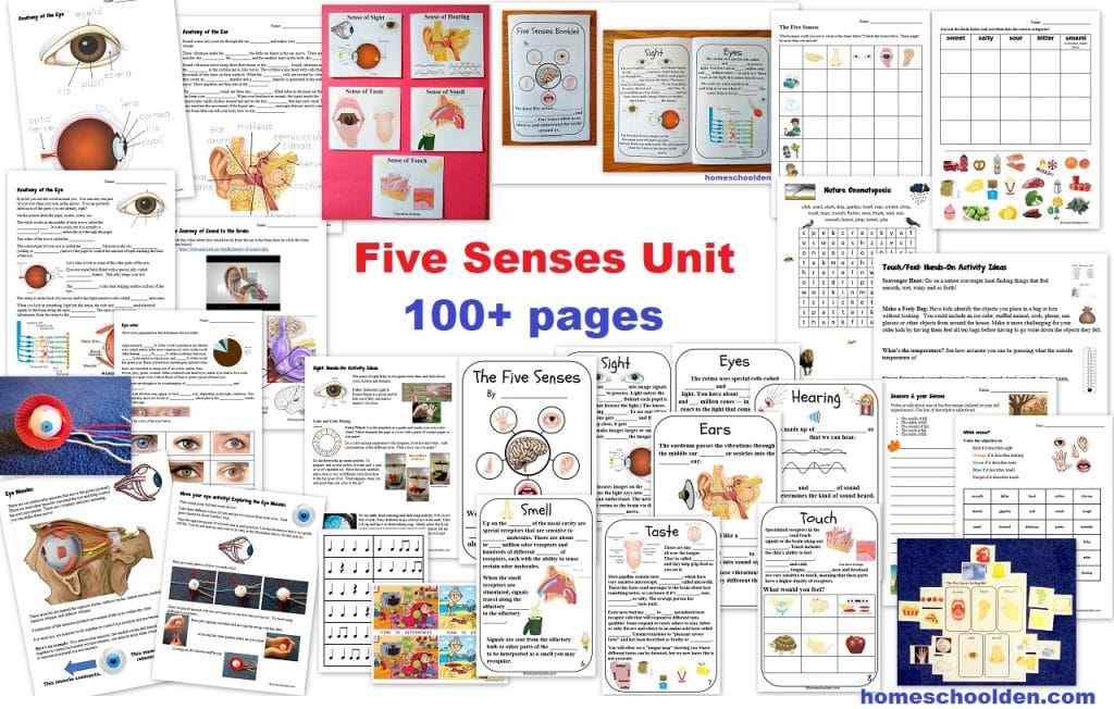 Five Senses Unit - sight hearing touch smell touch - Worksheets and Activities