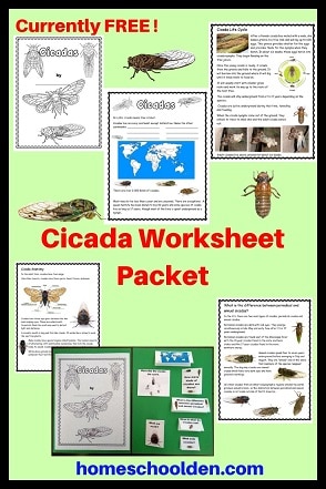 Cicada Worksheet Packet - Notebook Pages and Lapbook