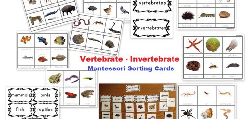 vertebrates invertebrates worksheets elementary