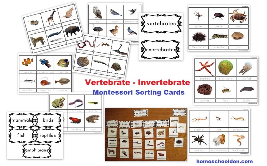 Vertebrate - invertebrate Montessori Cards