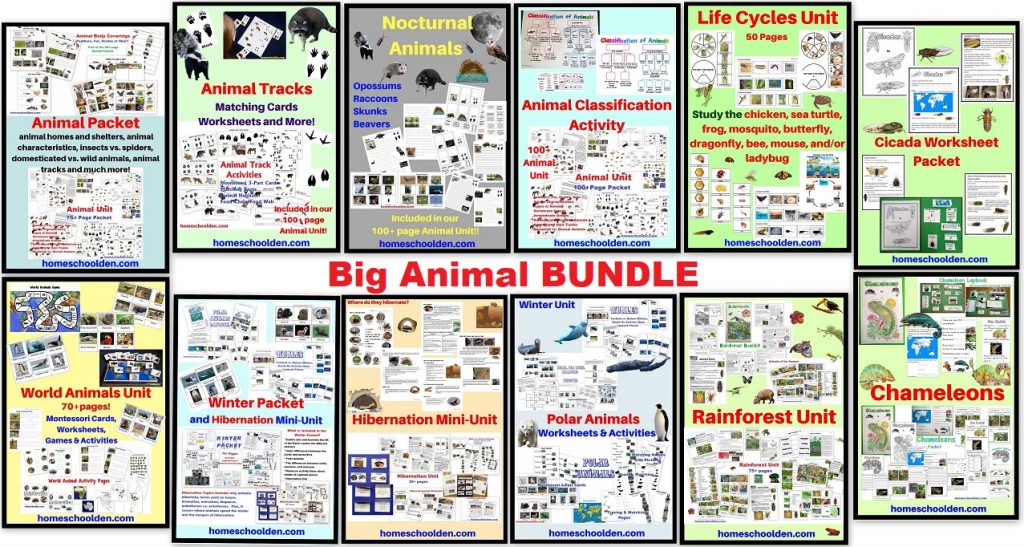 Big Animal BUNDLE - Worksheets and Activities Rainforests World Animals Life Cycles Hibernation Polar Animals and More