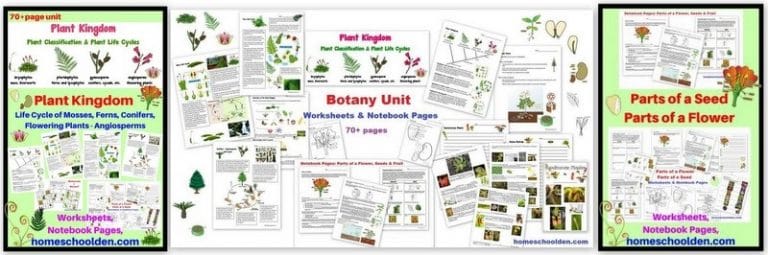 NEW! Pathogens Packet – Bacteria Viruses Protozoa Fungi Parasites and ...
