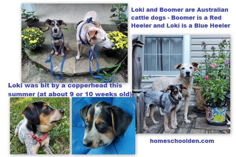 Loki and Boomer