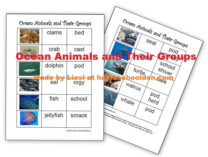 Ocean Animals and their Groups