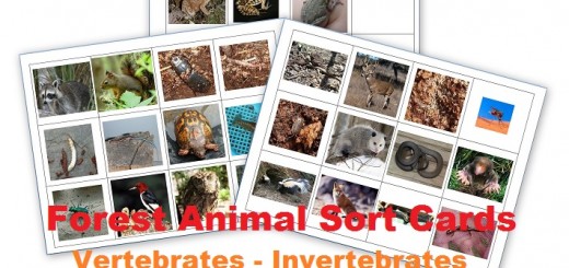 Forest Animal Sort Cards