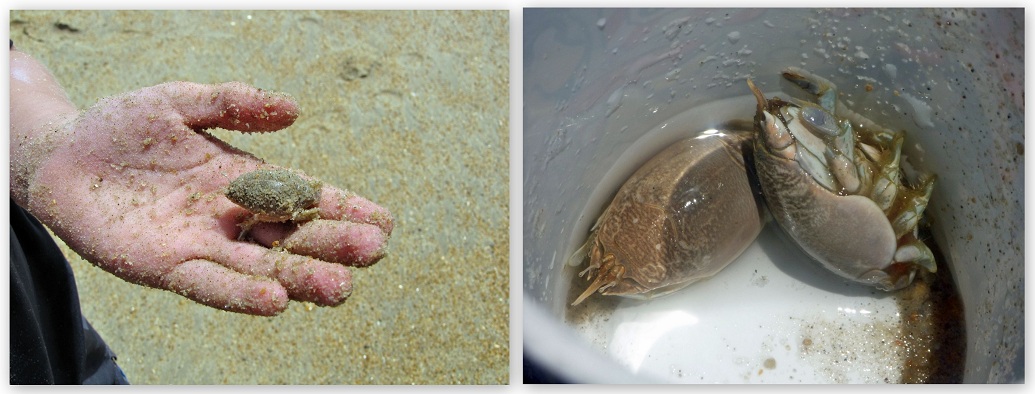 Atlantic Sand Crab - Sand Fiddler -Mole Crab