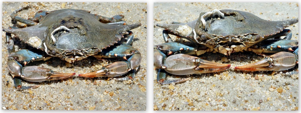 BlueCrab-OuterBanks