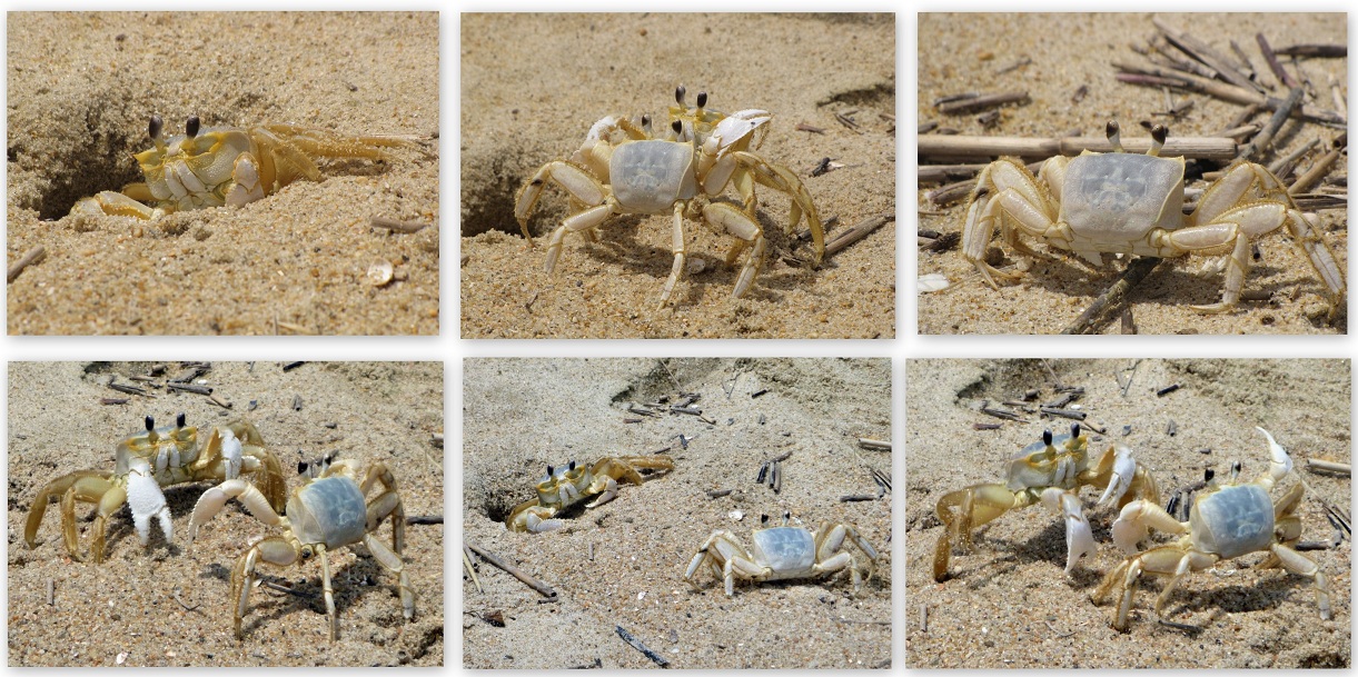 GhostCrab-OuterBanks