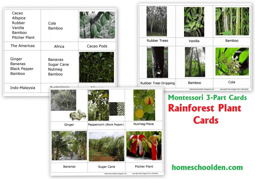 Rain Forest Plant Cards - Free Montessori 3-part Cards