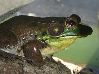 This is a Northern Green Frog that took up residence in our little man-made pond. It's been there for four months.