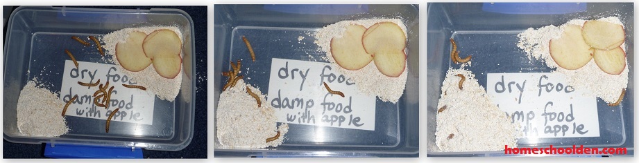 Mealworm Activities DryFood-DampFood