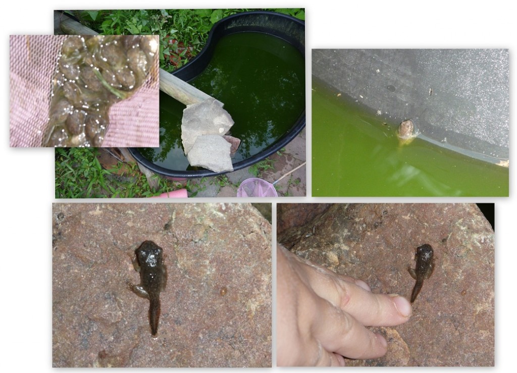 Tadpole-to-Frog