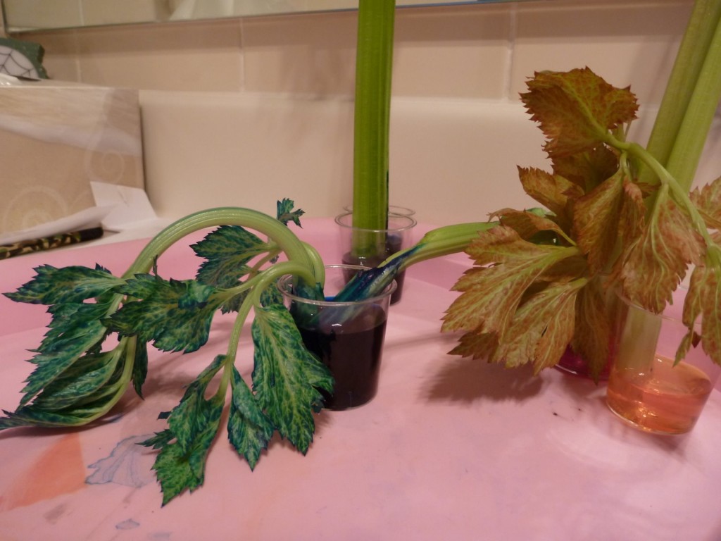 Celery-Dye-Experiment-PreK-Science